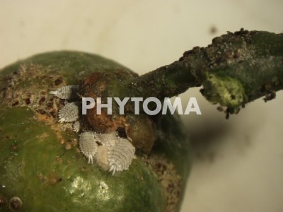 Delottococcus aberiae ( D. aberiae )